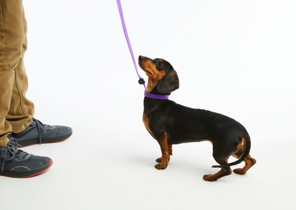 Slip Lead - Purple